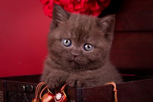 Celty Elite British Шоколадные британцы фото. Британский котенок шоколадного окраса      